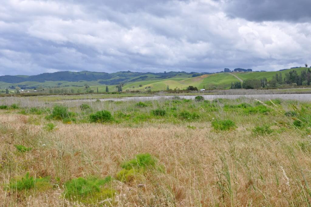 saltmarsh, Pukorokoro Miranda Shorebird Centre, north island, new zealand