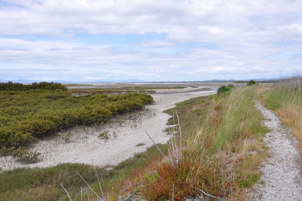 tidal lagoon, Pukorokoro Miranda Shorebird Centre, north island, new zealand