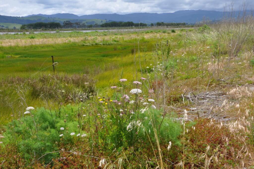 wildflowers in the saltmarsh, Pukorokoro Miranda Shorebird Centre, north island, new zealand