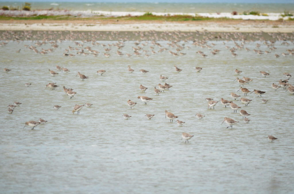 bar-tailed godwits, Pukorokoro Miranda Shorebird Centre, north island, new zealand