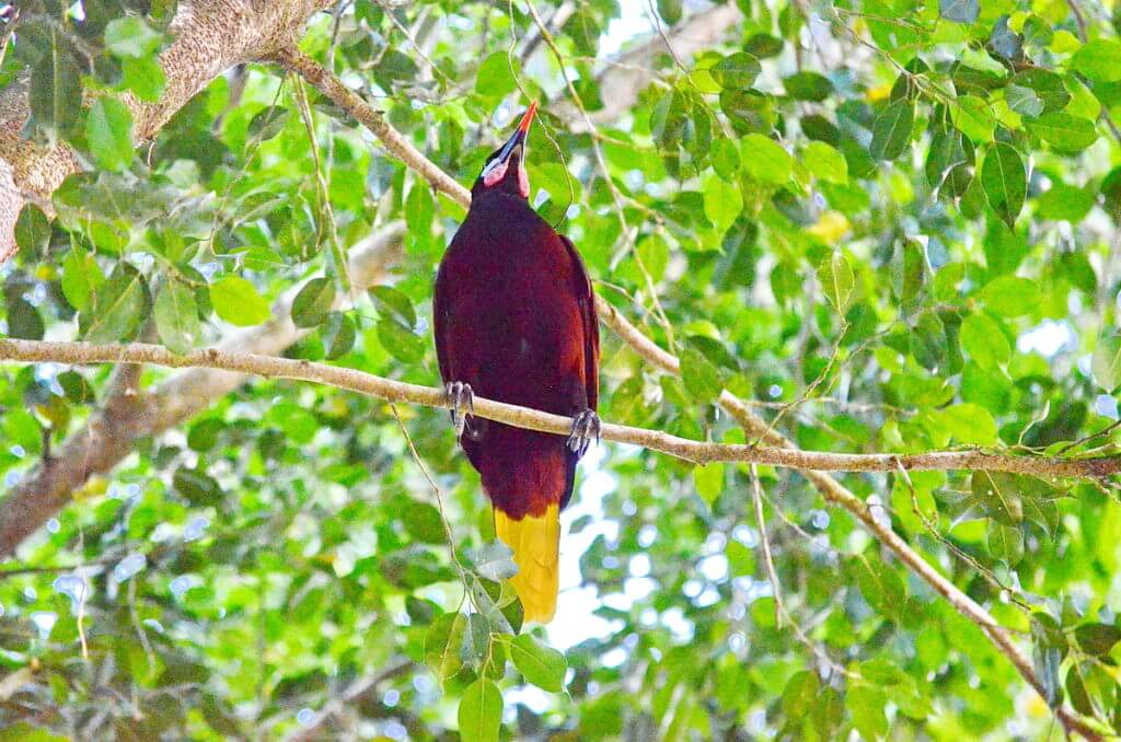 a montezuma oropendola, kokoro lodge, la fortuna, costa rica