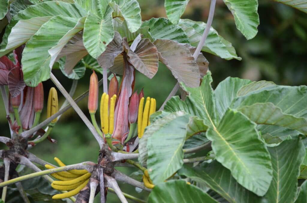 a tree with yellow finger-like fruits and red buds, mistico arenal hanging bridges park, la fortuna, costa rica