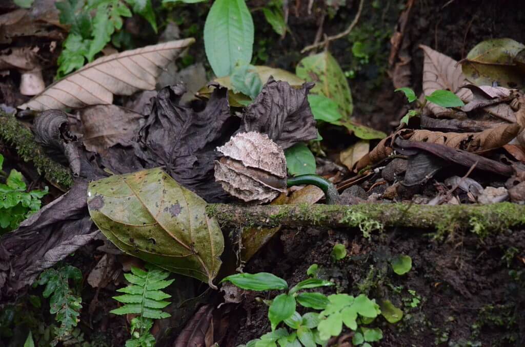 a seed casing, mistico arenal hanging bridges park, la fortuna, costa rica