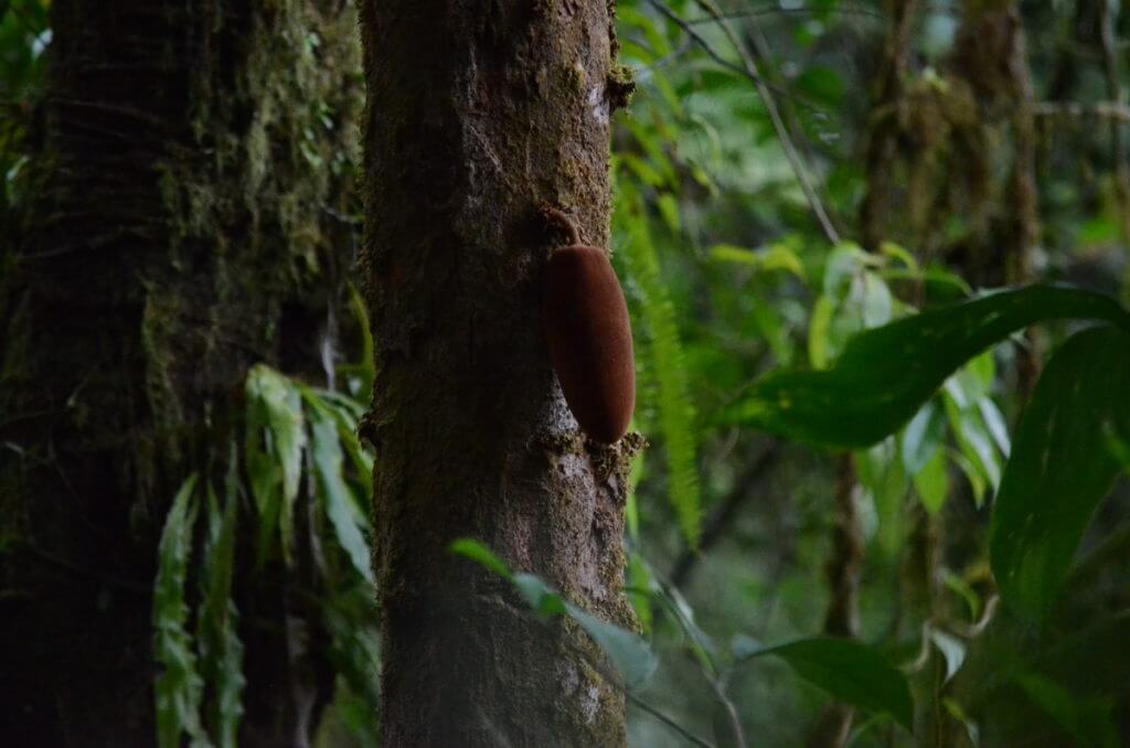 rust-coloured appendage on a tree, mistico arenal hanging bridges park, la fortuna, costa rica