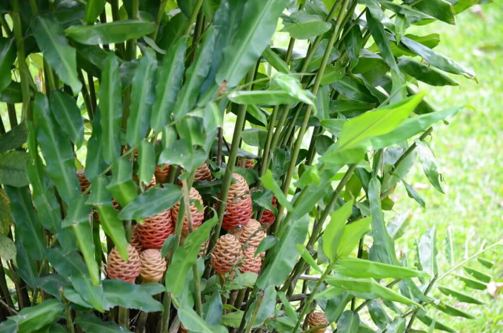 ornamental beehive ginger, kokoro lodge, la fortuna, costa rica