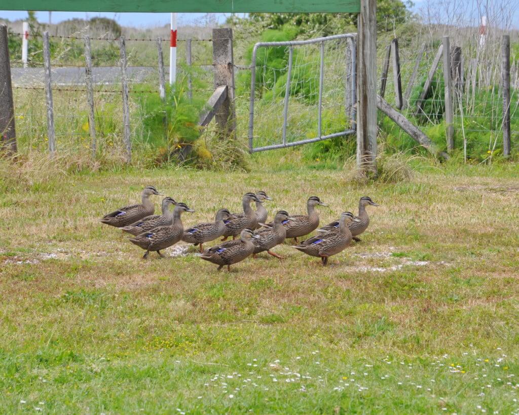 a brace of black duck-mallard hybrids, Pukorokoro Miranda Shorebird Centre, north island, new zealand