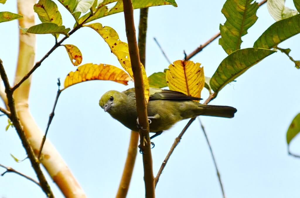 a palm tanager, kokoro lodge, la fortuna, costa rica