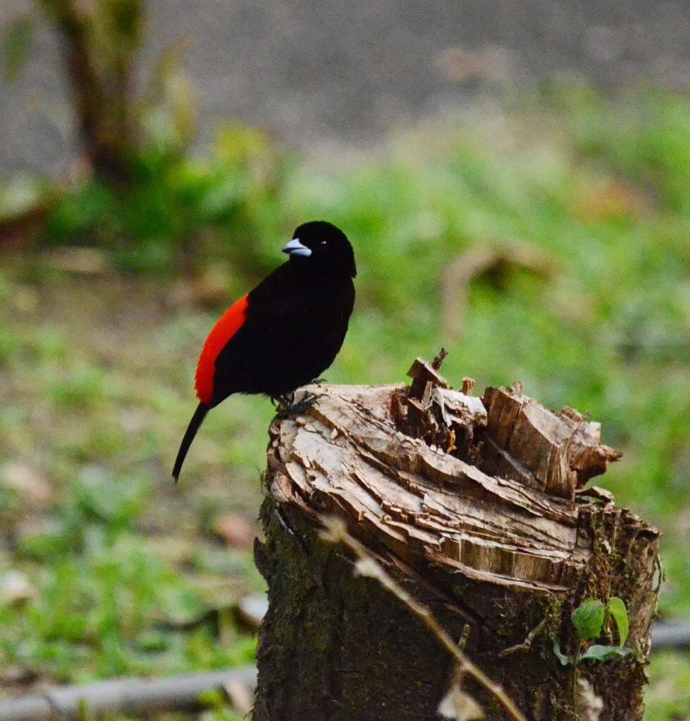 passerini's tanager, kokoro lodge, la fortuna, costa rica