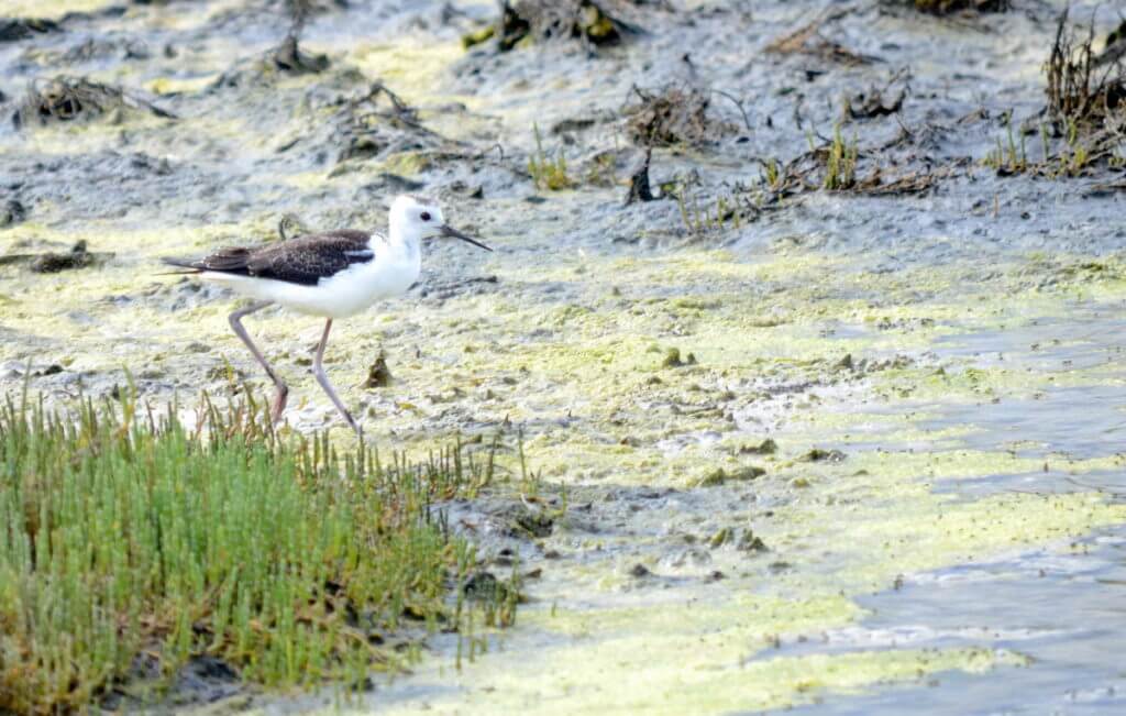 a juvenile pied stilt in the saltmarsh, Pukorokoro Miranda Shorebird Centre, north island, new zealand
