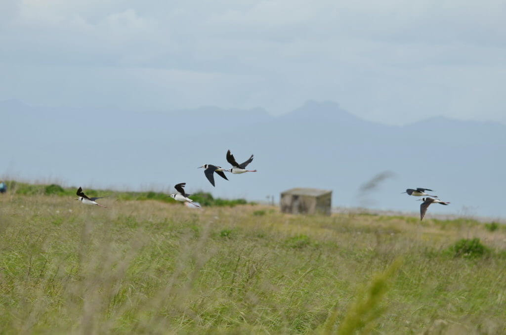 pied stilts in flight over the saltmarsh, Pukorokoro Miranda Shorebird Centre, north island, new zealand