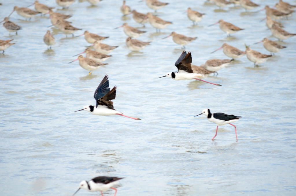 pied stilts and bar-tailed godwits, Pukorokoro Miranda Shorebird Centre, north island, new zealand