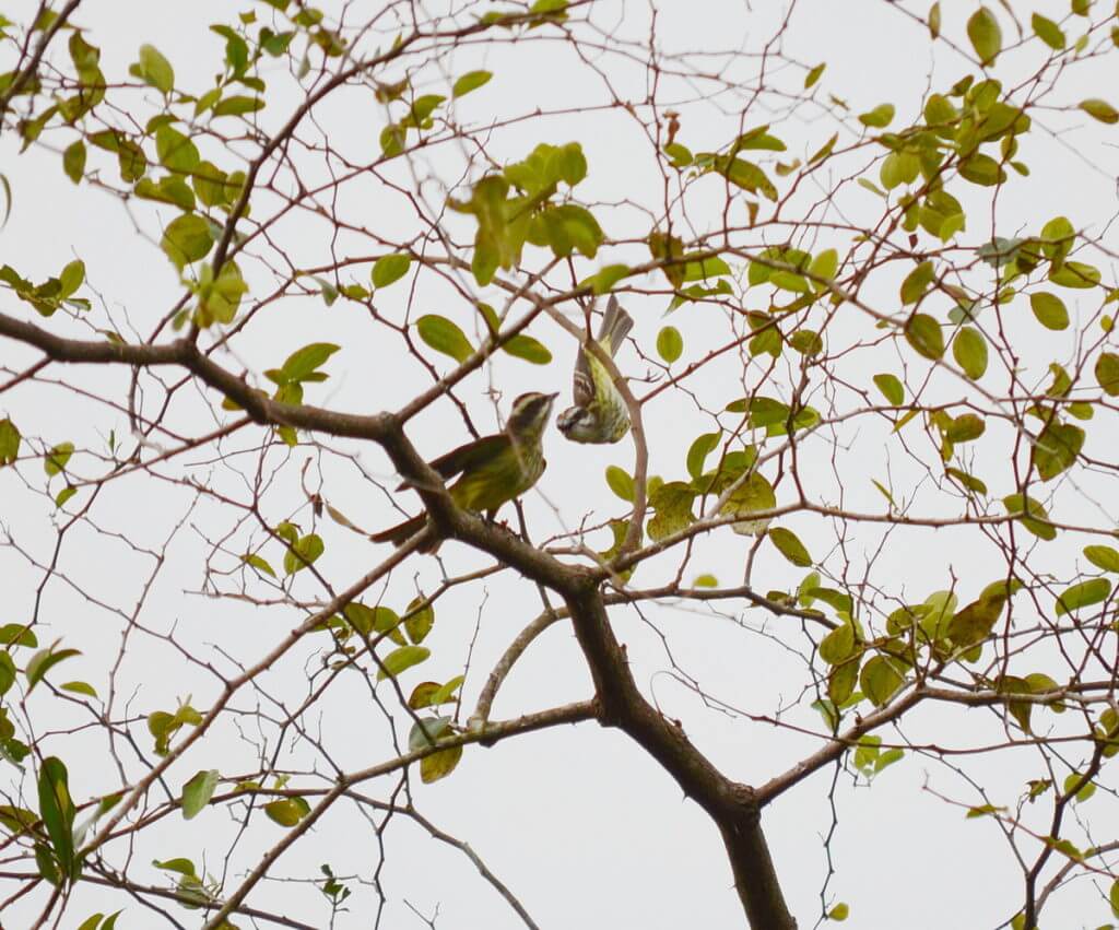 a pair of piratic flycatchers, kokoro lodge, la fortuna, costa rica