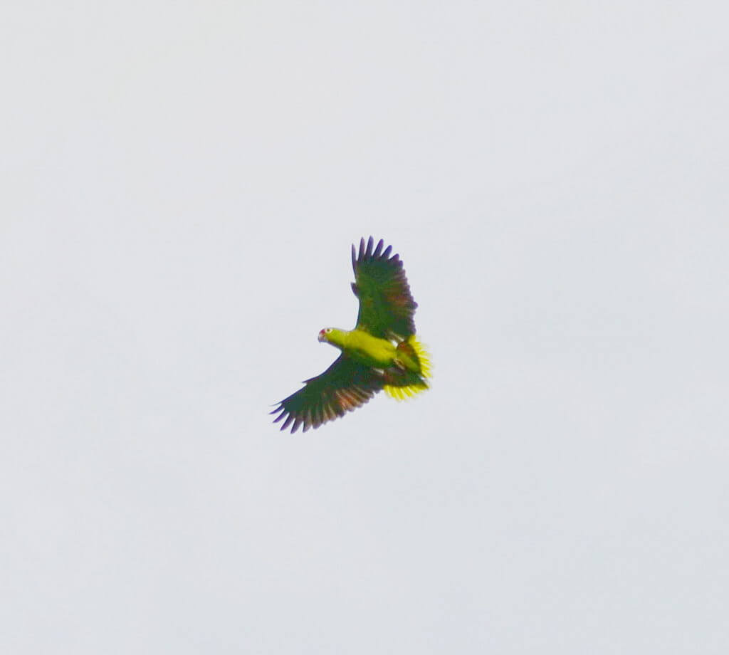 a red-lored parrot, kokoro lodge, la fortuna, costa rica