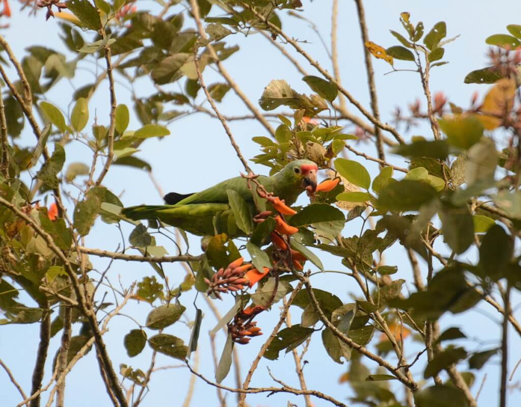 a red-lored parrot, kokoro lodge, la fortuna, costa rica