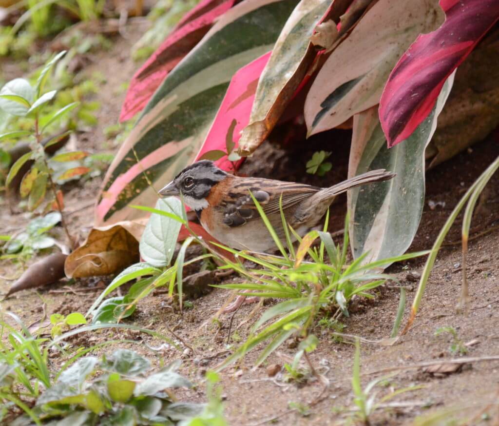 a rufous-collared sparrow, kokoro lodge, la fortuna, costa rica