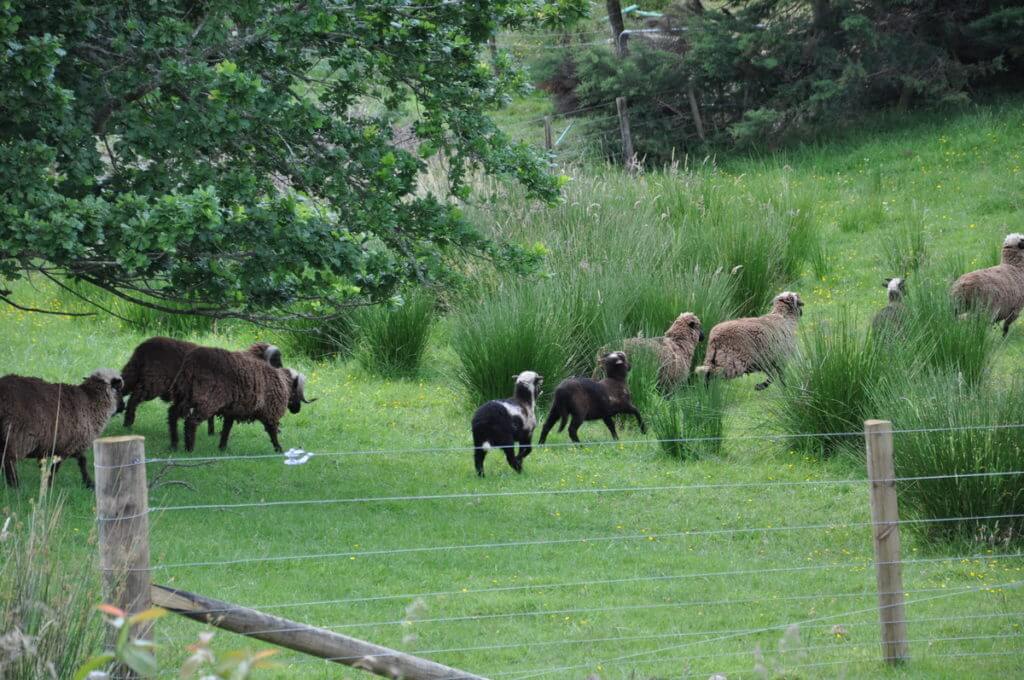 a flock of sheep near auckland, new zealand