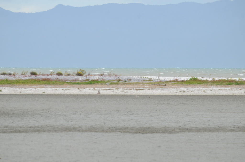 a shell bank or shell bar, Pukorokoro Miranda Shorebird Centre, north island, new zealand