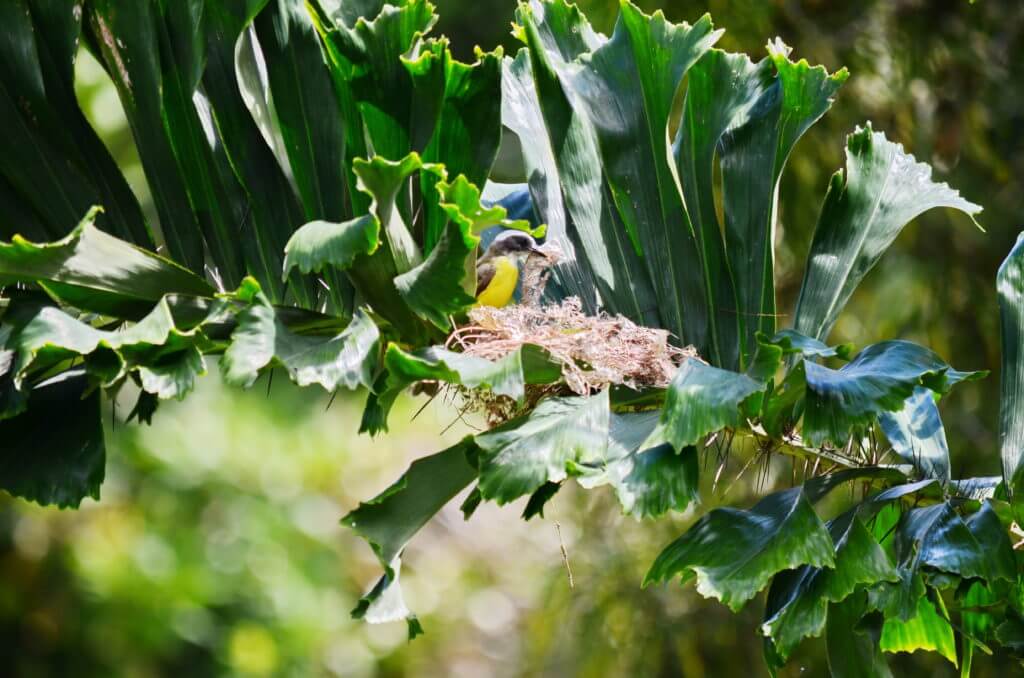 a social flycatcher building a nest, kokoro lodge, la fortuna, costa rica