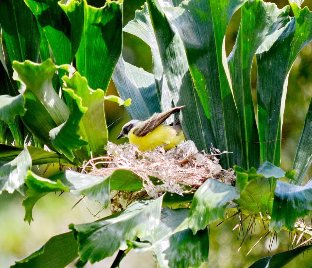 a social flycatcher building a nest, kokoro lodge, la fortuna, costa rica