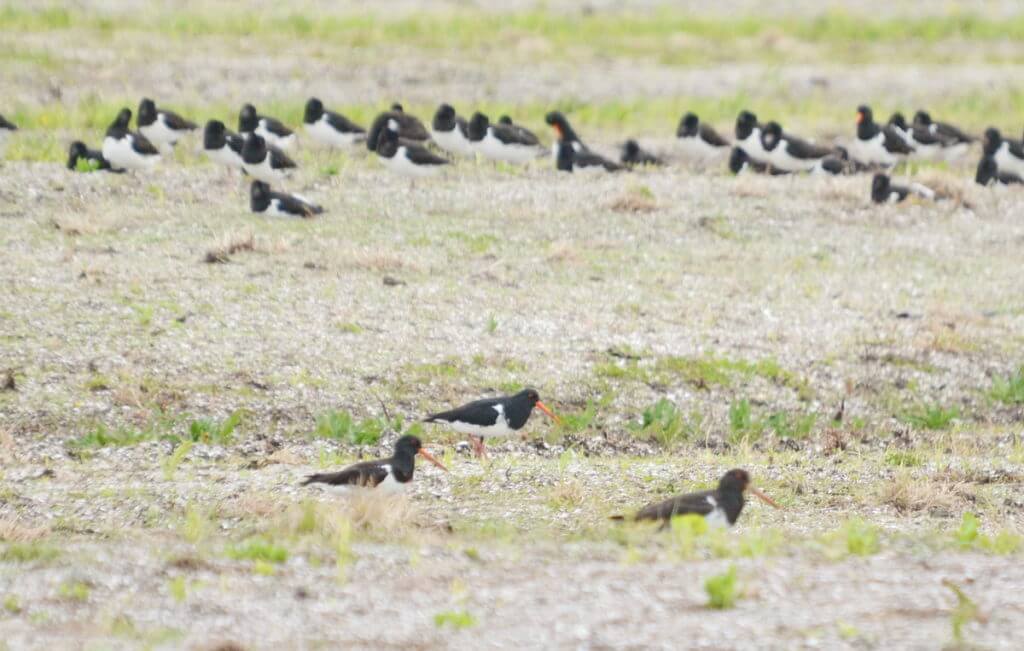 south island pied oystercatchers, Pukorokoro Miranda Shorebird Centre, north island, new zealand