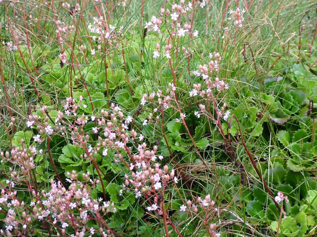 st. patrick's cabbage wildflower, ring of kerry, ireland