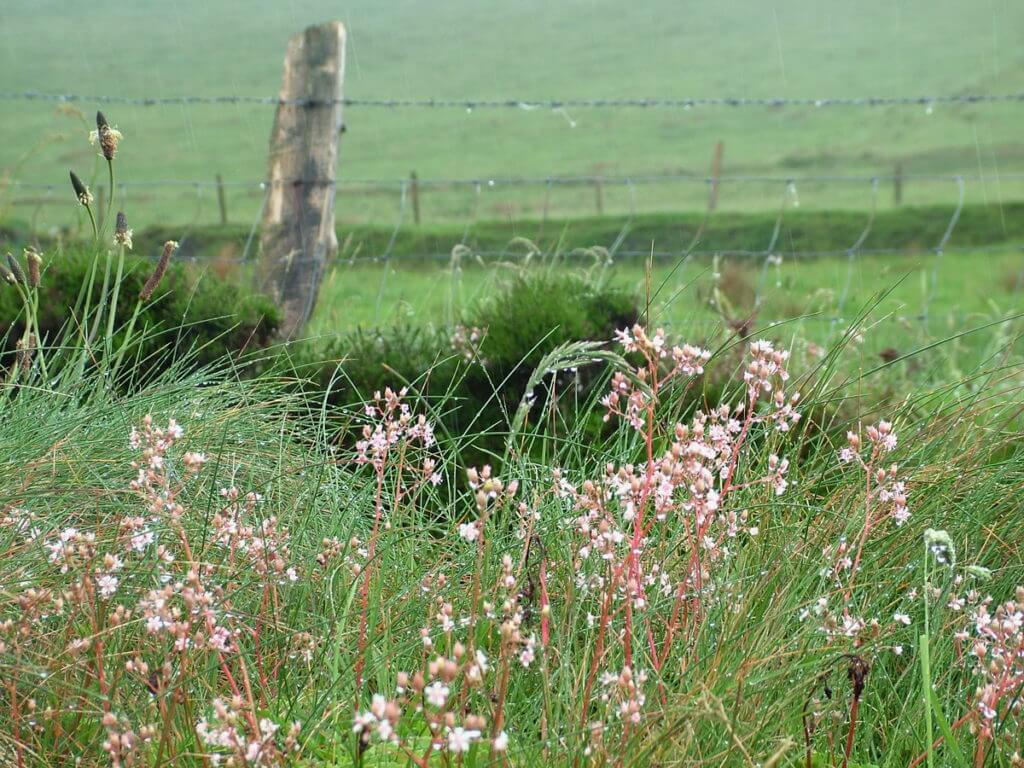 st. patrick's cabbage wildflower, ring of kerry, ireland