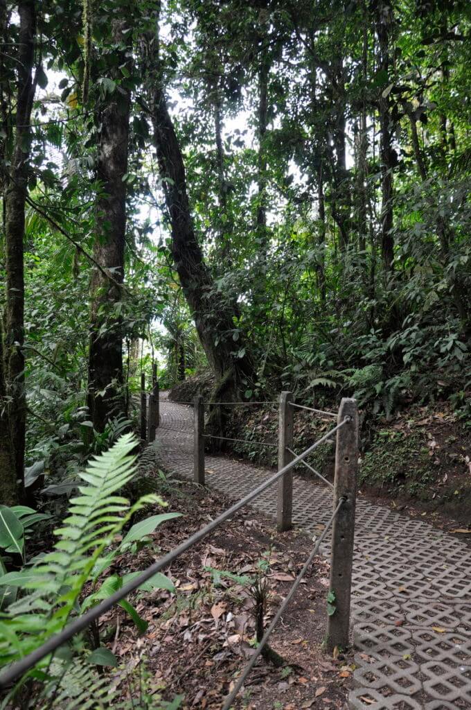 a trail in the rainforest, mistico arenal hanging bridges park, la fortuna, costa rica