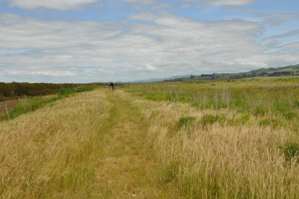 hiking trail, Pukorokoro Miranda Shorebird Centre, north island, new zealand