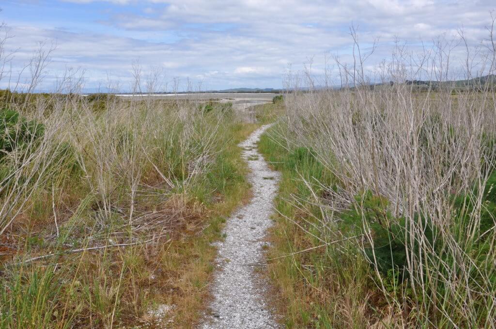 hiking trail, Pukorokoro Miranda Shorebird Centre, north island, new zealand