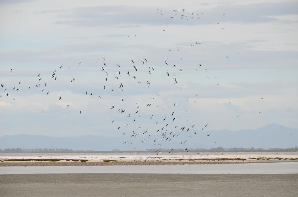 variable oystercatchers in flight over a shell bar, Pukorokoro Miranda Shorebird Centre, north island, new zealand