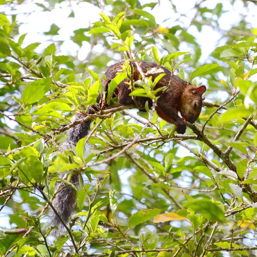 variegated squirrel, kokoro lodge, la fortuna, costa rica