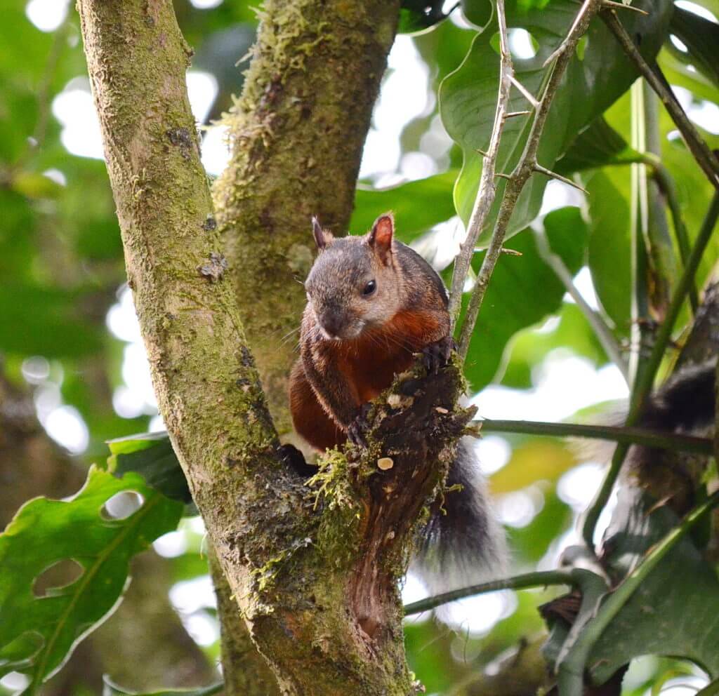 a variegated squirrel, kokoro lodge, la fortuna, costa rica