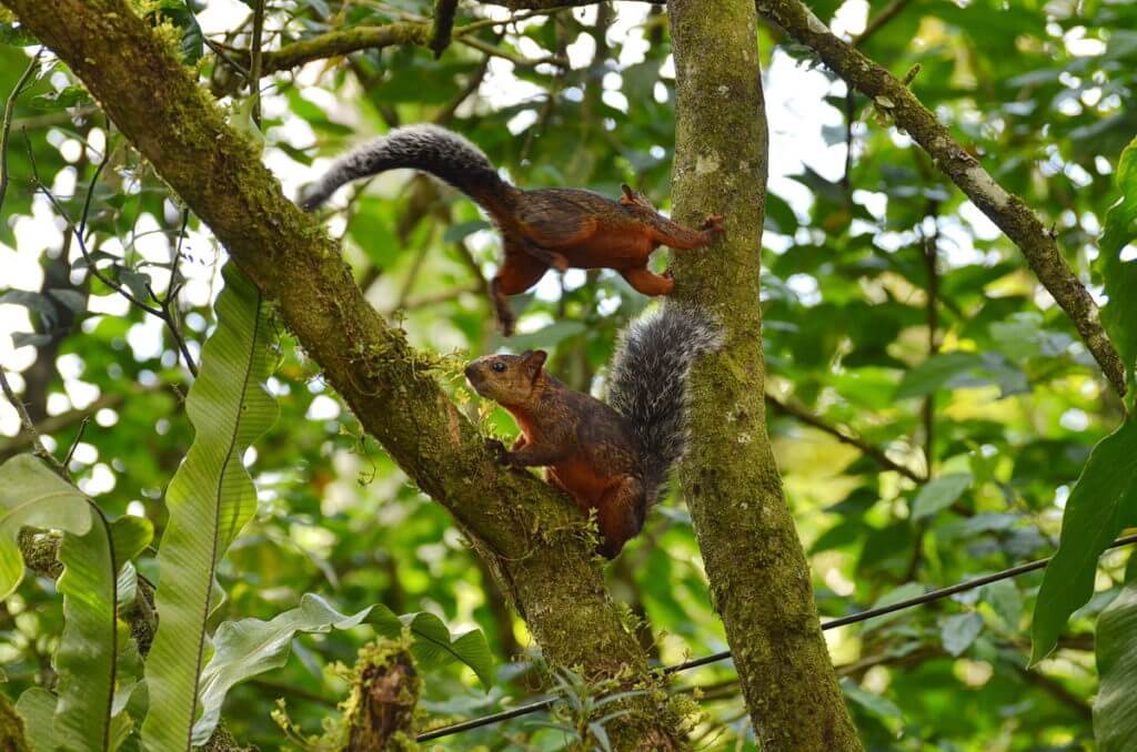 variegated squirrels, kokoro lodge, la fortuna, costa rica