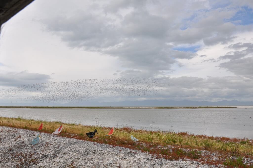 a view from the bird blind, Pukorokoro Miranda Shorebird Centre, north island, new zealand