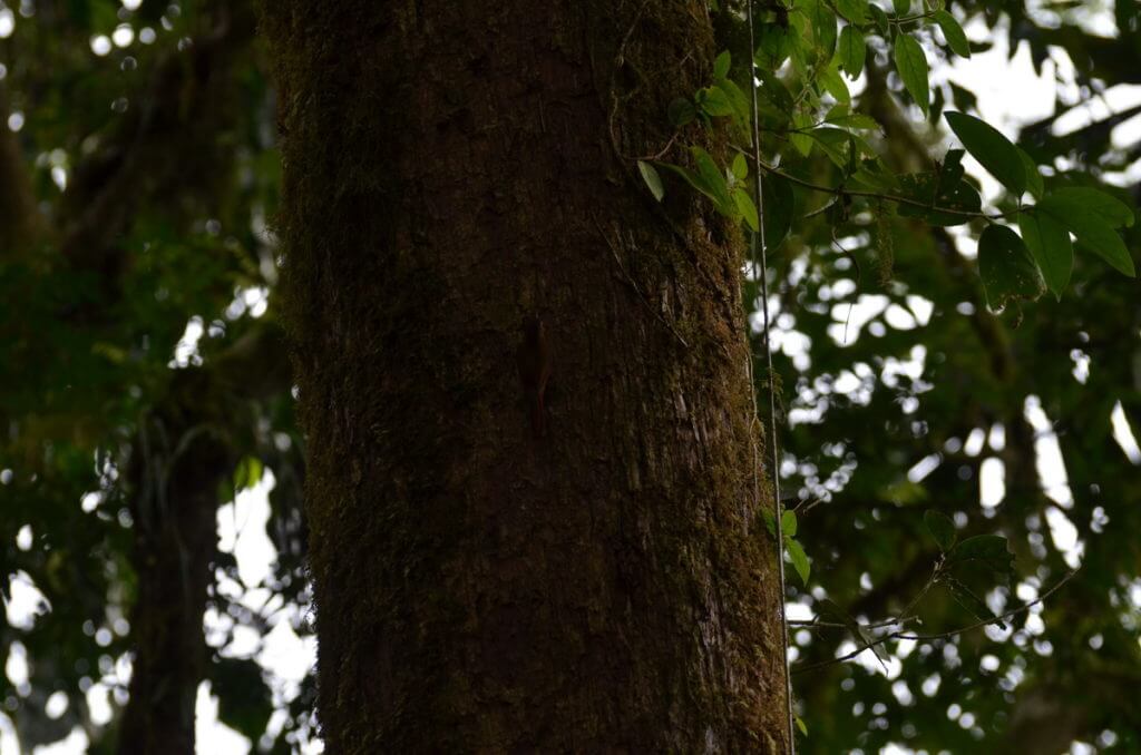 a wedge-billed woodcreeper in deep shadow, mistico arenal hanging bridges park, la fortuna, costa rica