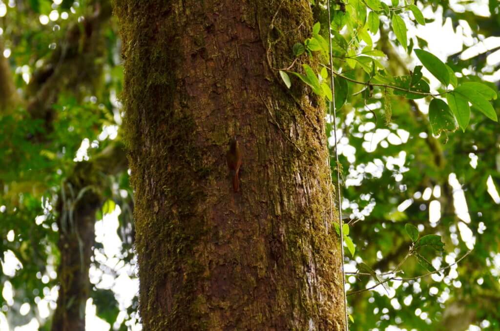 a wedge-billed woodcreeper in the rainforest, mistico arenal hanging bridges park, la fortuna, costa rica