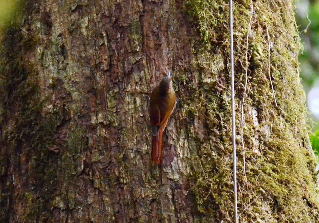 a wedge-billed woodcreeper, mistico arenal hanging bridges park, la fortuna, costa rica