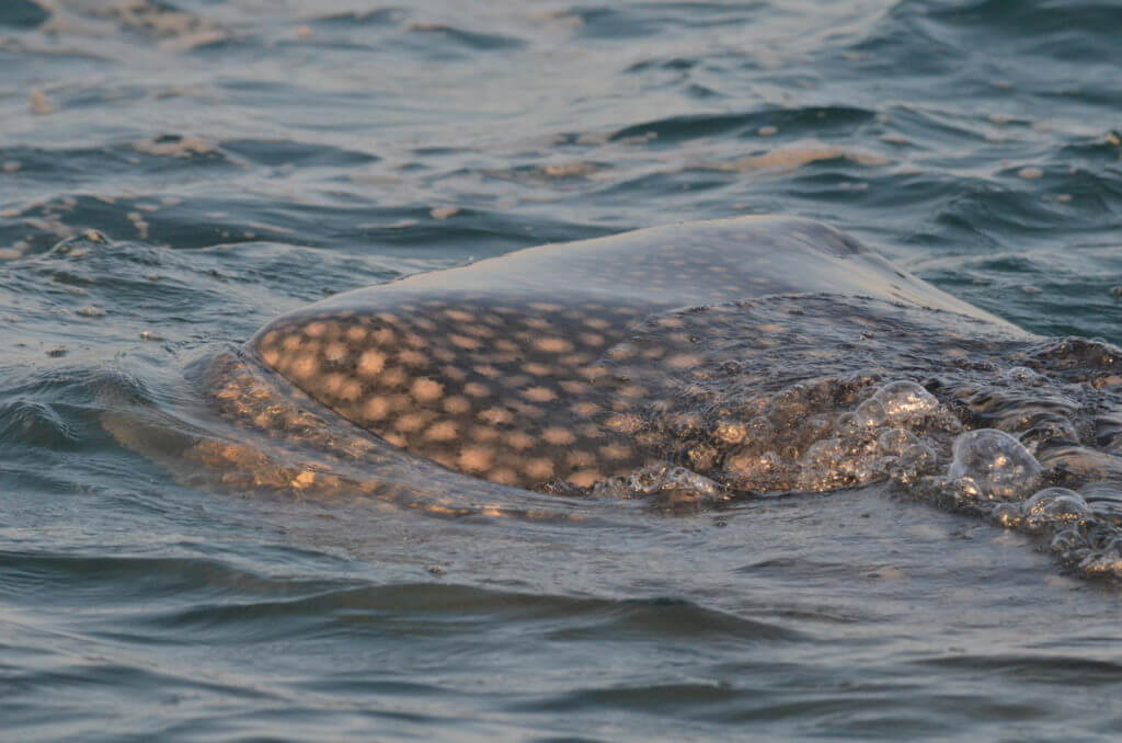 a whale shark, pacific ocean, san blas, mexico