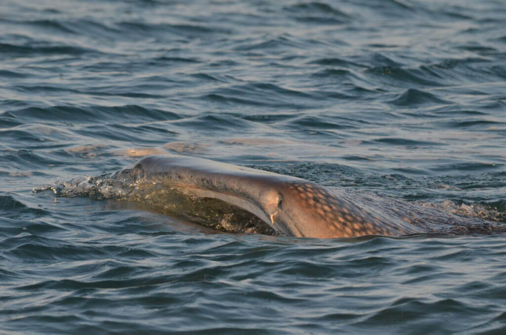 a whale shark, pacific ocean, san blas, mexico