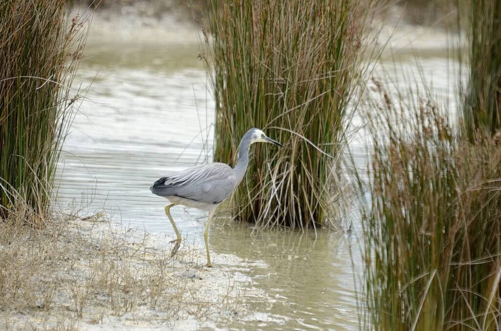 a white-faced heron, Pukorokoro Miranda Shorebird Centre, north island, new zealand