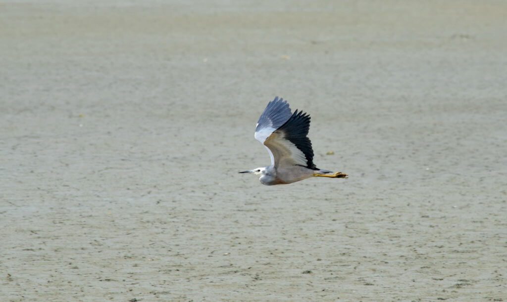 a white-faced heron in flight, Pukorokoro Miranda Shorebird Centre, north island, new zealand