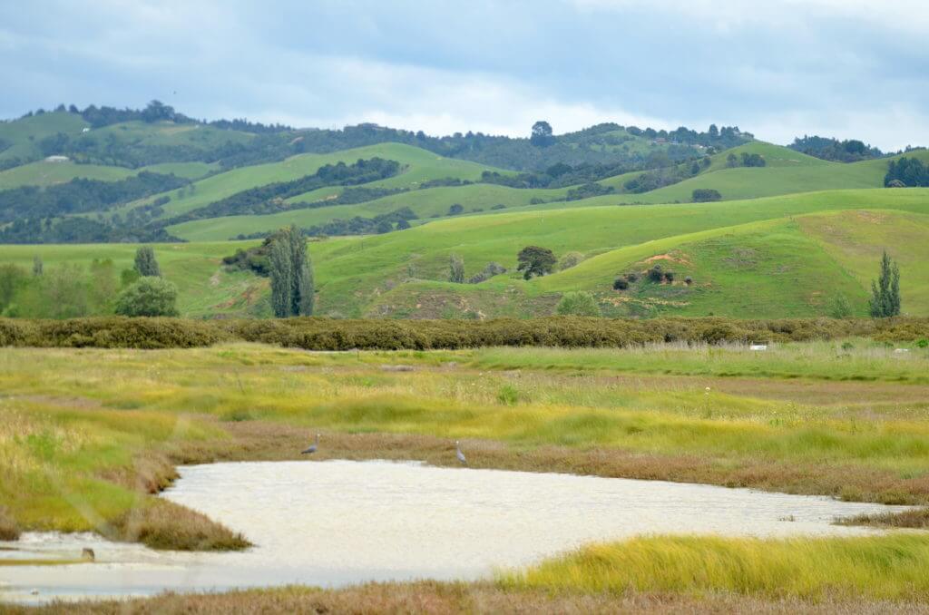 saltmarsh and mountains, Pukorokoro Miranda Shorebird Centre, north island, new zealand