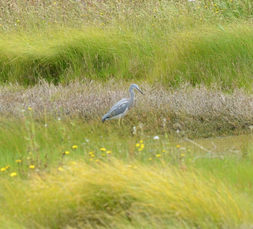 an immature white-faced heron, Pukorokoro Miranda Shorebird Centre, north island, new zealand