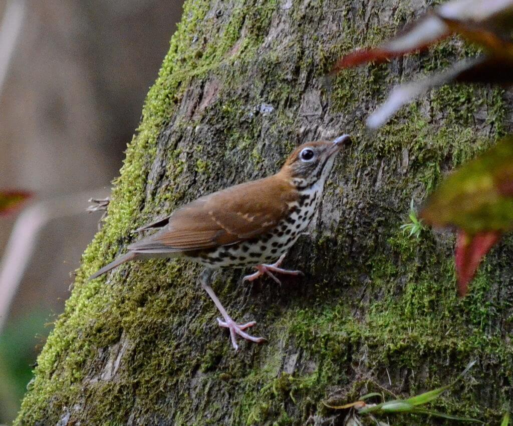 a wood thrush, kokoro lodge, la fortuna, costa rica