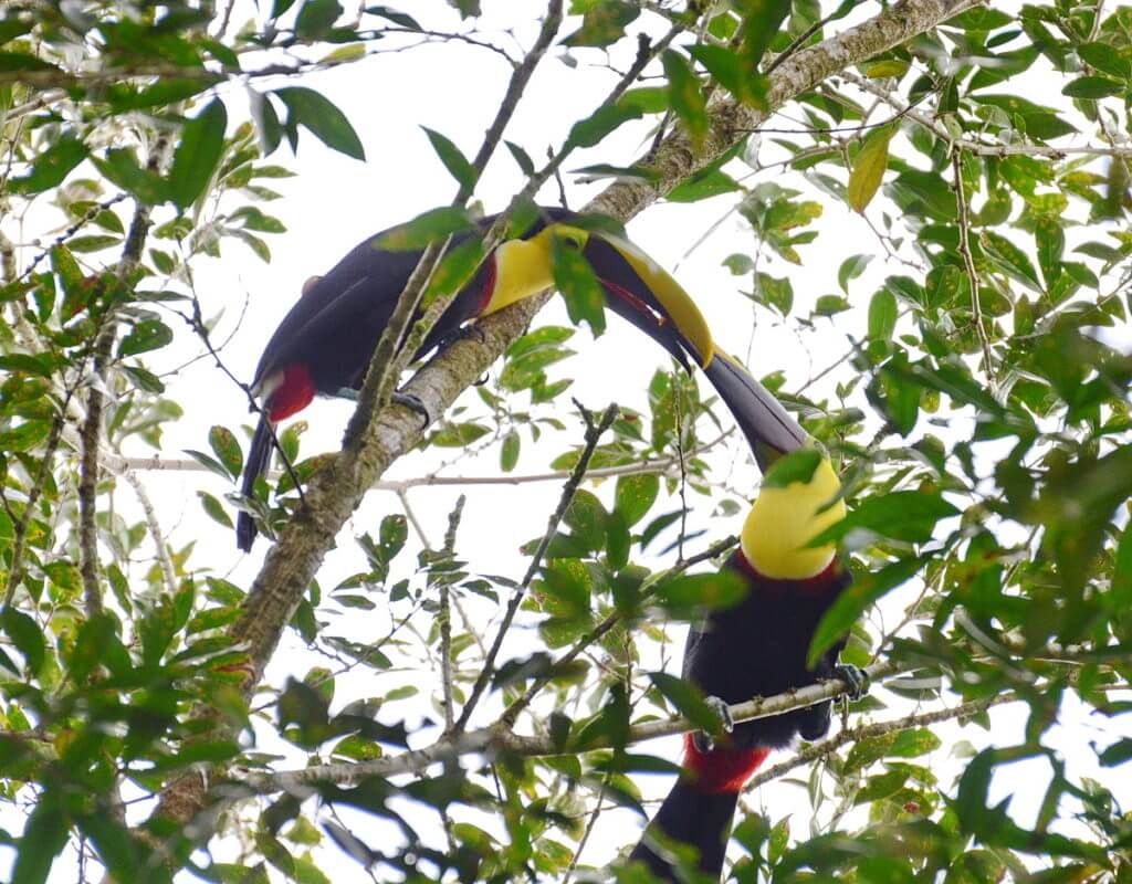 a pair of yellow-throated toucans, la fortuna, costa rica