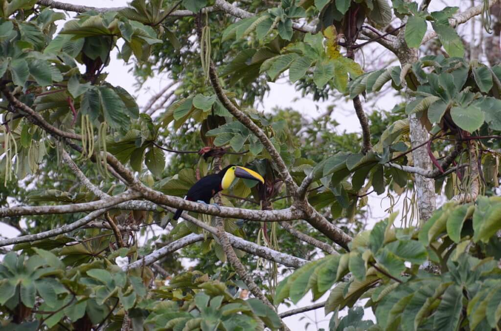 a yellow-throated toucan, mistico arenal hanging bridges park, la fortuna, costa rica 