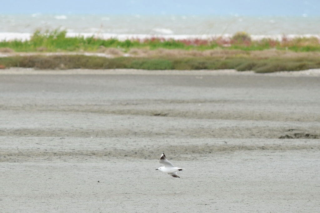 a black-billed gull, Pukorokoro Miranda Shorebird Centre, north island, new zealand