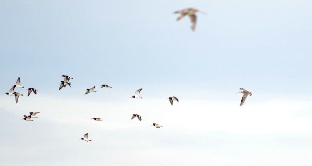 a far easterm curlew and south island pied oystercatchers, Pukorokoro Miranda Shorebird Centre, north island, new zealand