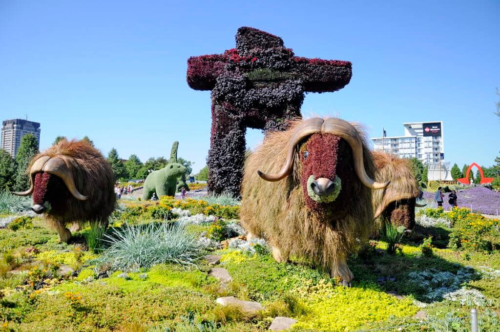 muskoxen, mosaiculture 2018, gatineau, quebec, canada
