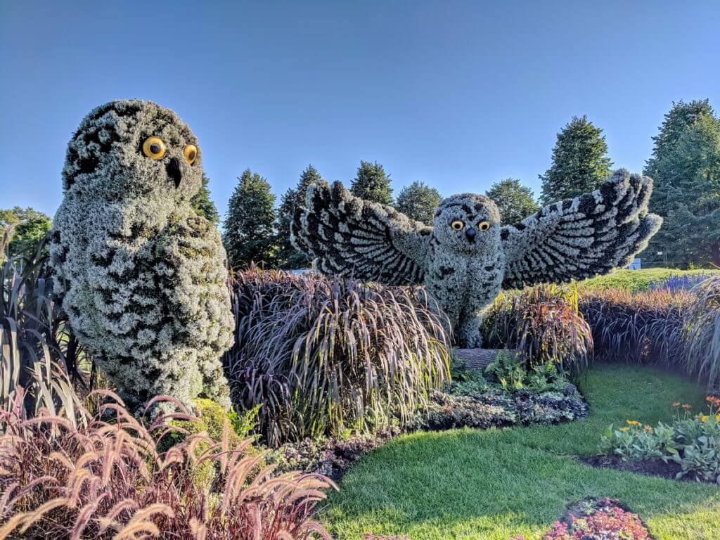 snowy owls, mosaiculture 2018, gatineau, quebec, canada